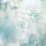 norikaの旅行プロフィール