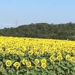 早明の旅行プロフィール