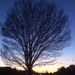 ko_ji_ko_jiの旅行プロフィール