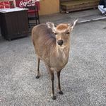 Seiko Tanakaの旅行プロフィール