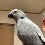 wt-sonの旅行プロフィール