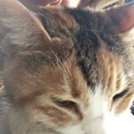 小澤 美加の旅行プロフィール