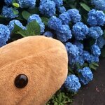 kapi37_の旅行プロフィール