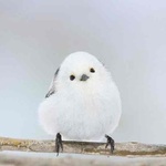 ayaの旅行プロフィール