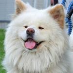 iChiの旅行プロフィール