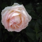 はねふじの旅行プロフィール