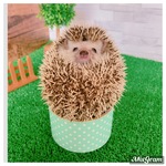 にゃんての旅行プロフィール