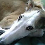 岡崎 千賀子の旅行プロフィール