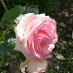 knk_hrkの旅行プロフィール