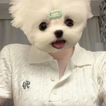 ひょうきんなしろの旅行プロフィール