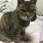 てんこの旅行プロフィール