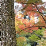 Ayaの旅行プロフィール