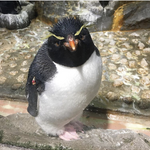 ごまゆの旅行プロフィール