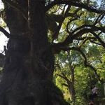 Hinano Fukunagaの旅行プロフィール