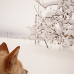 Kiyoの旅行プロフィール