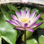 sawaの旅行プロフィール