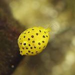 Shina Fujiyasuの旅行プロフィール