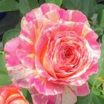 Yumi Yoshiの旅行プロフィール