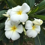 Plumeriaの旅行プロフィール