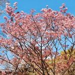 田若の旅行プロフィール