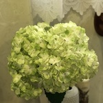 aricoの旅行プロフィール