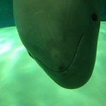 rina1014viviの旅行プロフィール