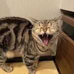 SMの旅行プロフィール