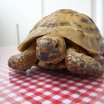 ラッチカの旅行プロフィール