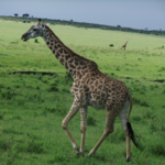 yassuの旅行プロフィール