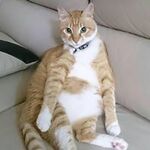 あちゃみの旅行プロフィール