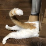 Joe’s trip diaryの旅行プロフィール