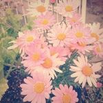 Kanako Ohamaの旅行プロフィール